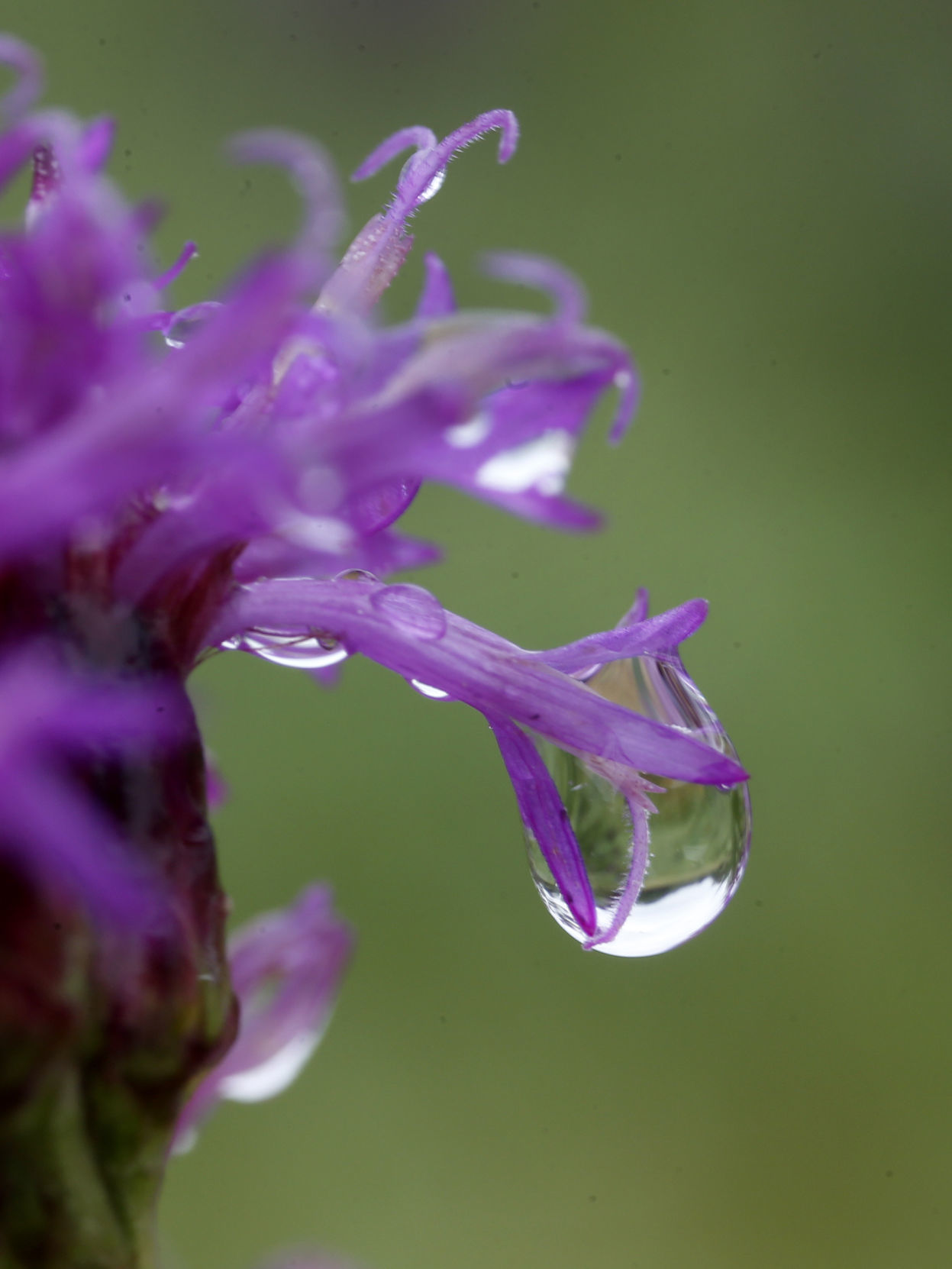 FLOWERS IN THE RAIN
